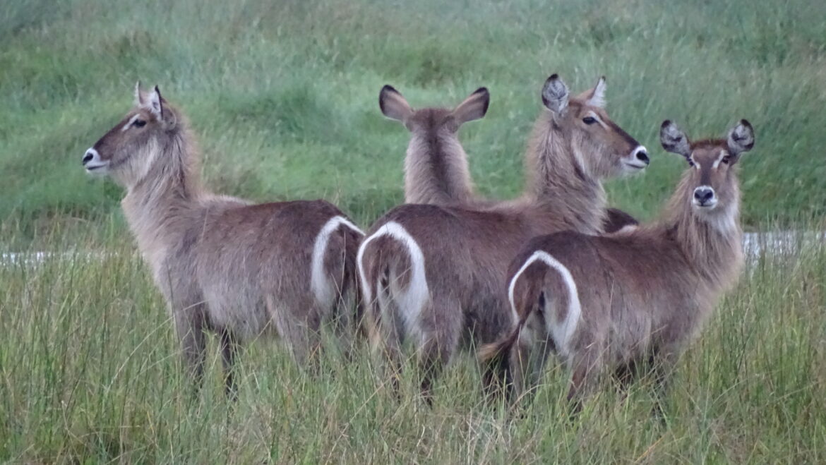 Gelukkig nog ’n kans om Suid-Afrika te besoek
