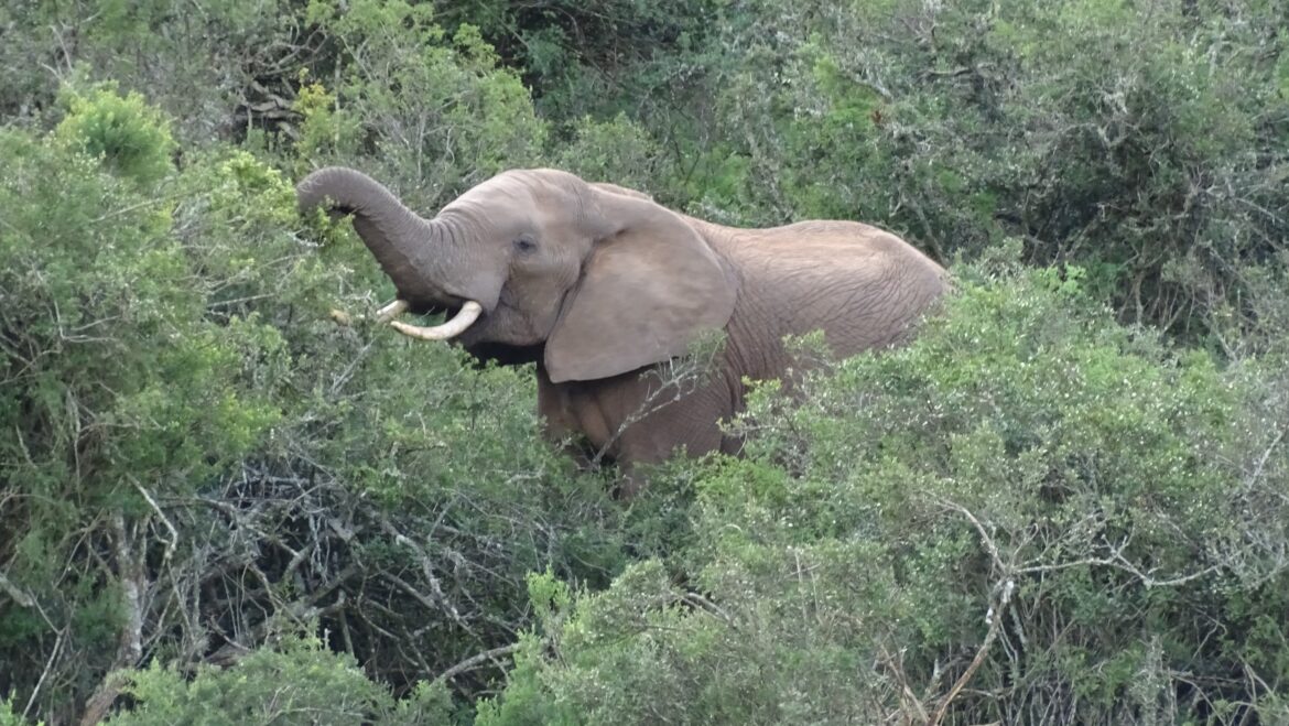 Waar zijn de olifanten?