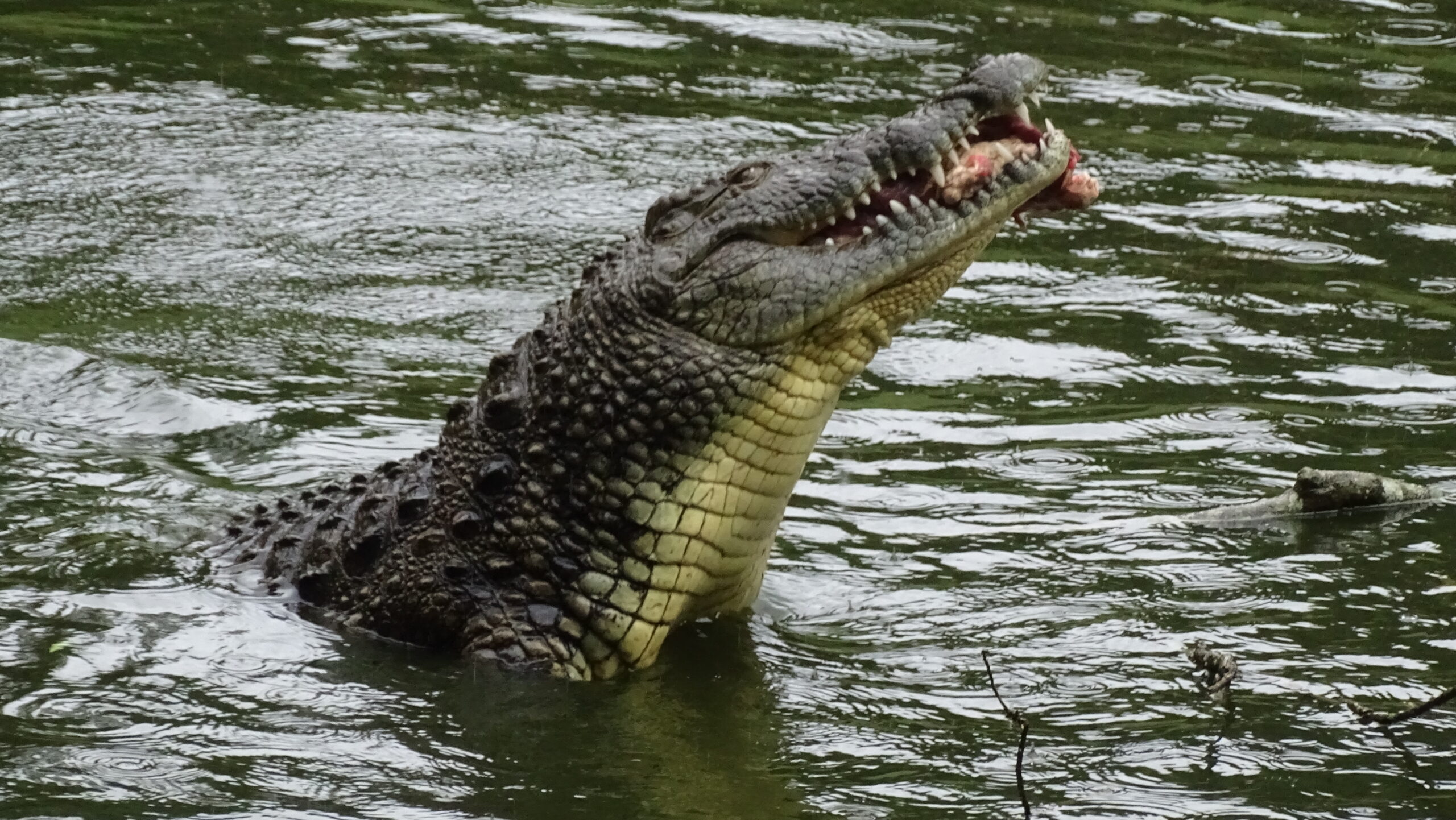 Wat kun je allemaal te weten komen over Krokodillen?