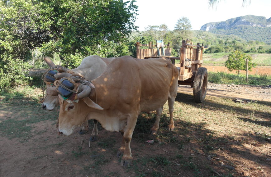 VIÑALES EN VIÑALESVALLEI PER OSSENWAGEN