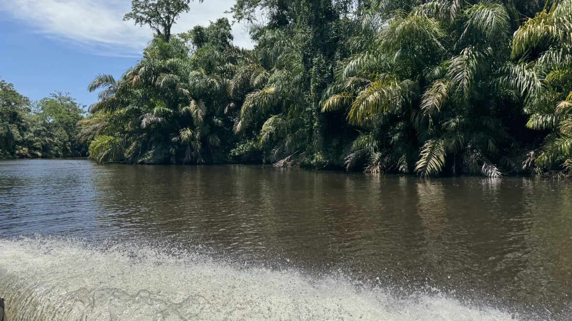 “A hedgehog is a hog that lives in the hedge”,