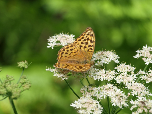 DONDERDAG 28 JULI 2011