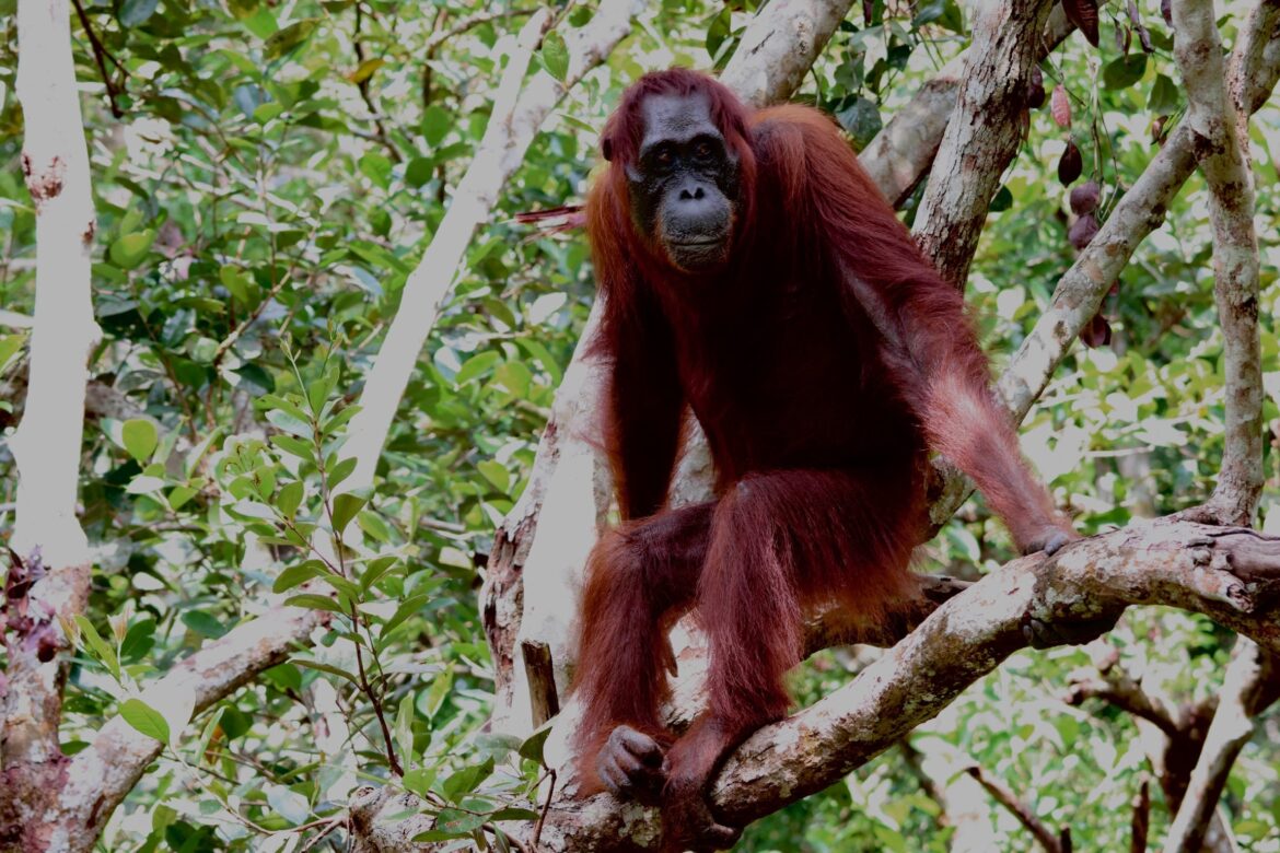 De Orang Utans van Borneo