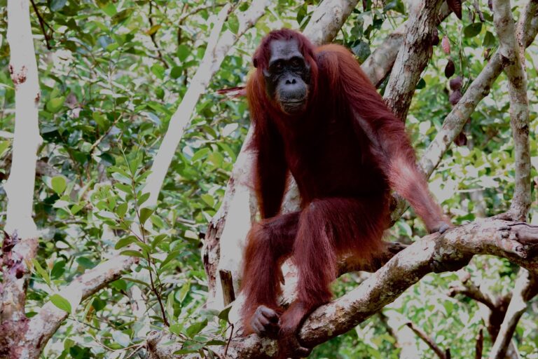 De Orang Utans van Borneo