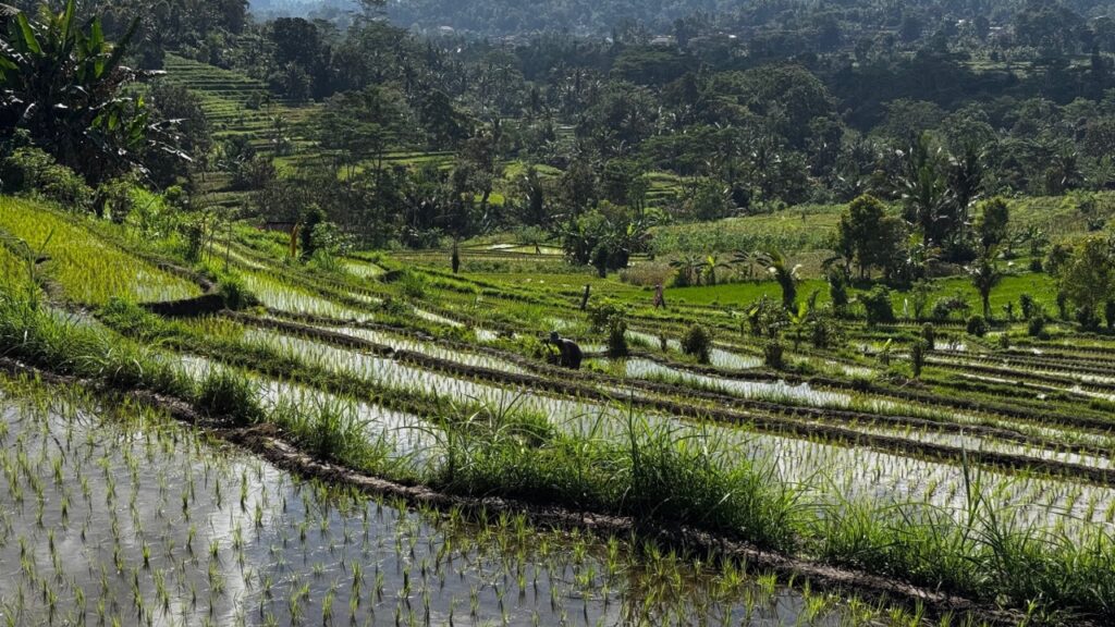 2025 Rondreis Indonesië